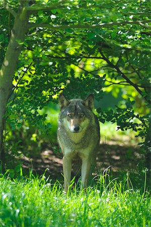 simsearch:600-03229238,k - Wolf in Forest, Germany Stock Photo - Premium Royalty-Free, Code: 600-03762491