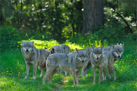 powerful (animals) - Pack of Wolves, Germany Stock Photo - Premium Royalty-Free, Code: 600-03762492