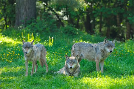simsearch:600-03229238,k - Wolves in Meadow, Germany Stock Photo - Premium Royalty-Free, Code: 600-03762493