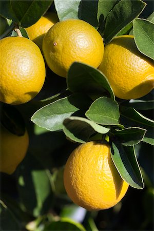 fruit tree - Lemons, Portola, San Francisco, California, USA Stock Photo - Premium Royalty-Free, Code: 600-03784271