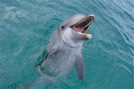 simsearch:600-03849107,k - Common Bottlenose Dolphin at Water Surface, Caribbean Sea, Roatan, Bay Islands, Honduras Stock Photo - Premium Royalty-Free, Code: 600-03787215