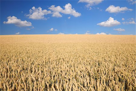 Wheat Field, Marktheidenfeld, Franconia, Bavaria, Germany Stock Photo - Premium Royalty-Free, Code: 600-03787402