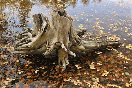 Tree Root in Lake, Floersbachtal, Main-Kinzig-Kreis, Darmstadt Region, Hesse, Spessart, Germany Stock Photo - Premium Royalty-Free, Code: 600-03787449