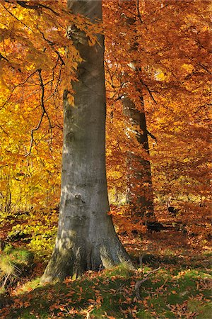 Beech Tree, Odenwald, Hesse, Germany Foto de stock - Sin royalties Premium, Código: 600-03787459