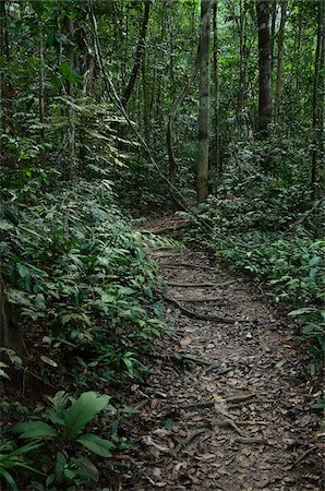 rainforest - Path, Taman Negara National Park, Pahang, Malaysia Foto de stock - Sin royalties Premium, Código: 600-03787691