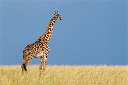 Portrait of Masai Giraffe, Masai Mara National Reserve, Kenya Stock Photo - Premium Royalty-Free, Code: 600-03814807