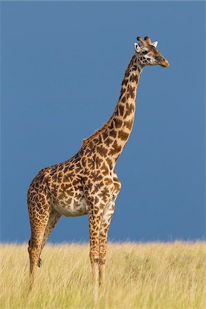 Portrait of Masai Giraffe, Masai Mara National Reserve, Kenya Stock Photo - Premium Royalty-Free, Code: 600-03814808
