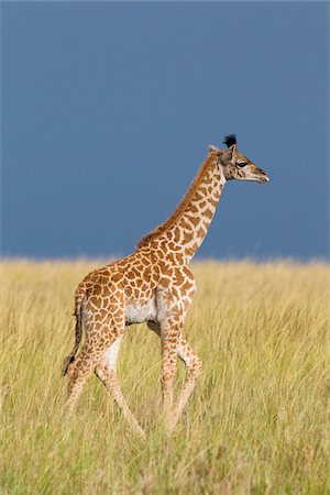 Masai Giraffe Calf, Masai Mara National Reserve, Kenya Stock Photo - Premium Royalty-Free, Code: 600-03814809