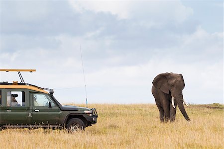 safari - Safari Vehicle and African Bush Elephant, Masai Mara National Reserve, Kenya Stock Photo - Premium Royalty-Free, Code: 600-03814803