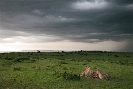 rain field - Cheetahs with Kill, Masai Mara National Reserve, Kenya Stock Photo - Premium Royalty-Free, Code: 600-03814842