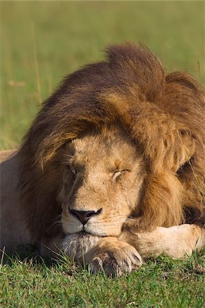 simsearch:600-06671732,k - Male Lion Resting, Masai Mara National Reserve, Kenya Stock Photo - Premium Royalty-Free, Code: 600-03814843