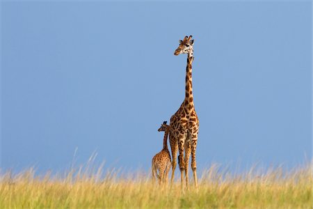 Masai Giraffe with Calf, Masai Mara National Reserve, Kenya Stock Photo - Premium Royalty-Free, Code: 600-03814858