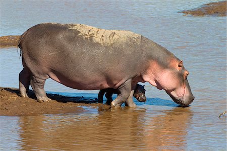 Hippopotamus with Calf, Masai Mara National Reserve, Kenya Foto de stock - Sin royalties Premium, Código: 600-03814850