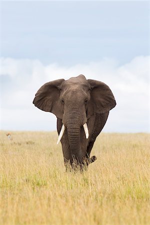 Éléphant de savane d'Afrique, Masai Mara National Reserve, Kenya Photographie de stock - Premium Libres de Droits, Code: 600-03814868