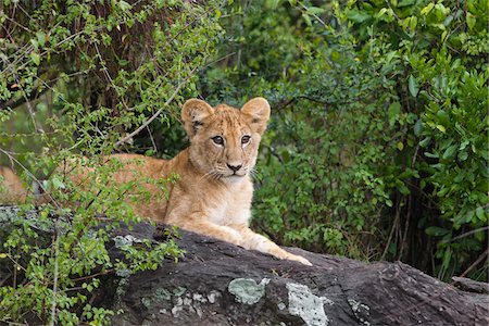 simsearch:600-03814875,k - Lion Cub, Masai Mara National Reserve, Kenya Stock Photo - Premium Royalty-Free, Code: 600-03814869