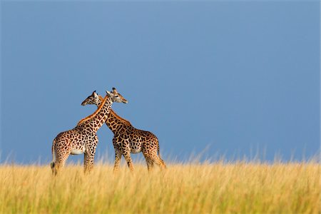 Masai Giraffes, Masai Mara National Reserve, Kenya Stock Photo - Premium Royalty-Free, Code: 600-03814860