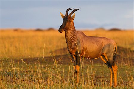 simsearch:700-06713969,k - Topi, Masai Mara National Reserve, Kenya Foto de stock - Sin royalties Premium, Código: 600-03814897