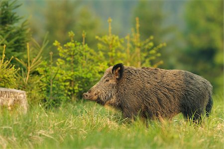 swine - Wild Boar, Bavaria, Germany Stock Photo - Premium Royalty-Free, Code: 600-03836183