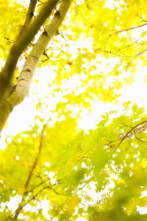 Close-up of Trees in Autumn, Seattle, Washington, USA Stock Photo - Premium Royalty-Free, Code: 600-03849033