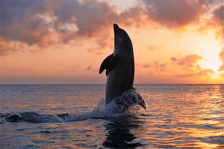 roatan - Common Bottlenose Dolphin Tail-Walking, Roatan, Bay Islands, Honduras Stock Photo - Premium Royalty-Free, Code: 600-03849113
