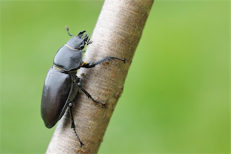 Female Lucanus Cervus Stag Beetle on Branch, Franconia, Bavaria, Germany Stock Photo - Premium Royalty-Free, Code: 600-03849144