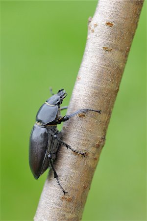 simsearch:700-00477662,k - Female Lucanus Cervus Stag Beetle on Branch, Franconia, Bavaria, Germany Stock Photo - Premium Royalty-Free, Code: 600-03849145