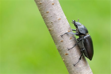 simsearch:400-04920020,k - Female Lucanus Cervus Stag Beetle on Branch, Franconia, Bavaria, Germany Foto de stock - Sin royalties Premium, Código: 600-03849143