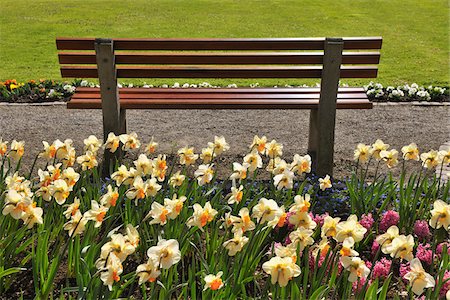 daffodil flower - Park Bench, Meersburg, Baden-Wurttemberg, Germany Stock Photo - Premium Royalty-Free, Code: 600-03865315