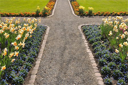 daffodil flower - Path, Meersburg, Baden-Wurttemberg, Germany Stock Photo - Premium Royalty-Free, Code: 600-03865316