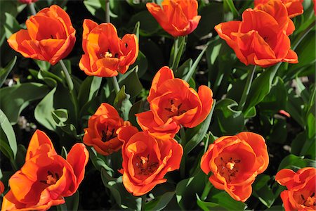 simsearch:600-07784413,k - Tulips, Meersburg, Baden-Wurttemberg, Germany Stock Photo - Premium Royalty-Free, Code: 600-03865313