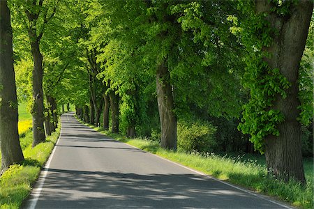 simsearch:600-03906962,k - Tree Lined Road, Mohnesee, Soest District, Suedufer, North Rhine-Westphalia, Germany Stock Photo - Premium Royalty-Free, Code: 600-03906964