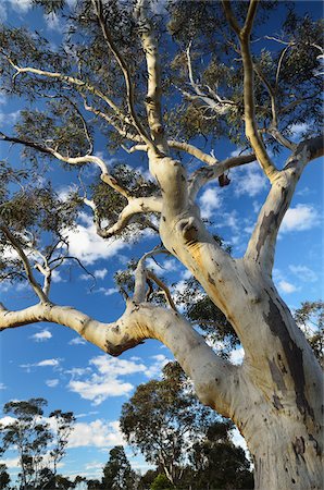 simsearch:600-01603974,k - Gum Tree, Blue Mountains National Park, Blue Mountains, UNESCO World Heritage Area, New South Wales, Australia Stock Photo - Premium Royalty-Free, Code: 600-03907292