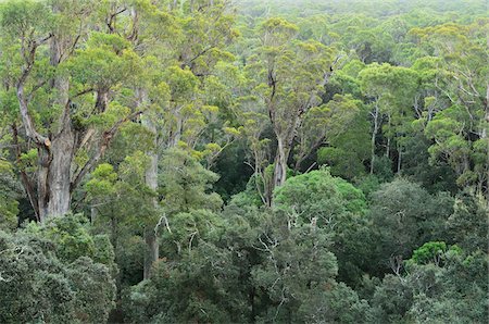 Temperate Rainforest, Tarkine, Arthur Pieman Conservation Area, Tasmania, Australia Stock Photo - Premium Royalty-Free, Code: 600-03907351