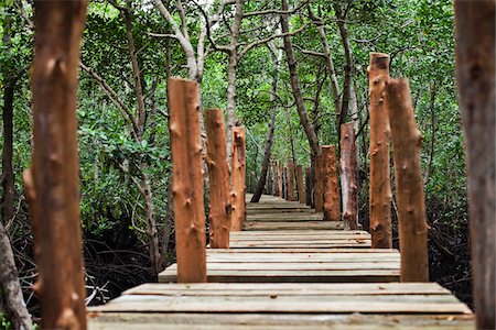 Forest Walk, Mangrove Swamp, Zanzibar, Tanzania Stock Photo - Premium Royalty-Free, Code: 600-03907382