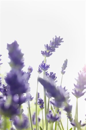 Close-up of Lavender Stock Photo - Premium Royalty-Free, Code: 600-03907415
