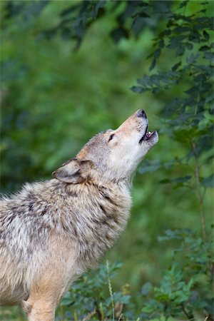 forest habitat - Timber Wolf Howling, Bavaria, Germany Stock Photo - Premium Royalty-Free, Code: 600-03907673