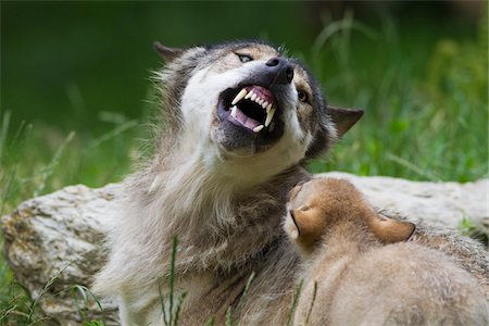 snarling - Timber Wolf Snarling at Cub, Bavaria, Germany Stock Photo - Premium Royalty-Free, Code: 600-03907689