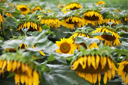 Sunflower Farm, Kauai, Hawaii, USA Stock Photo - Premium Royalty-Free, Code: 600-03907699