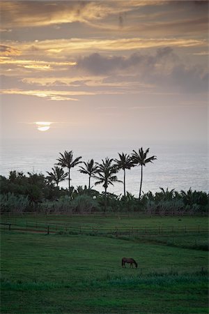 farmland hawaii - Hanalei Bay, Kauai, Hawaii, USA Stock Photo - Premium Royalty-Free, Code: 600-03907704