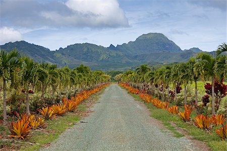 farmland hawaii - Driveway, Kauai, Hawaii, USA Stock Photo - Premium Royalty-Free, Code: 600-03907701