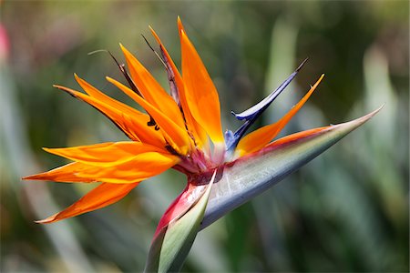 Bird of Paradise Flower, Kauai, Hawaii, USA Stock Photo - Premium Royalty-Free, Code: 600-03907732