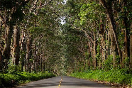 Tunnel of Trees, Kauai, Hawaii, USA Stock Photo - Premium Royalty-Free, Code: 600-03907745