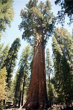 Giant sequoia trees, Sequoia National Park, California, USA Stock Photo - Premium Royalty-Free, Code: 614-05399516