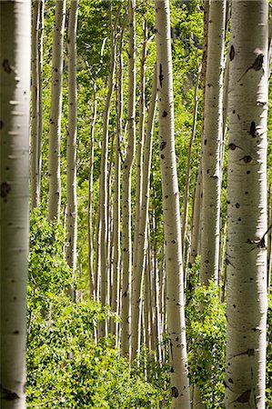 Forest of silver birch trees near Aspen, Colorado, USA Stock Photo - Premium Royalty-Free, Code: 614-05522981