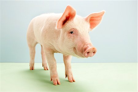 piglet - Piglet, studio shot Stock Photo - Premium Royalty-Free, Code: 614-05556959