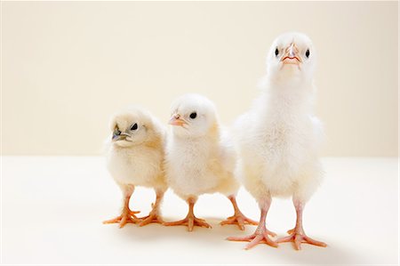 Three chicks against beige background, studio shot Stock Photo - Premium Royalty-Free, Code: 614-05556966