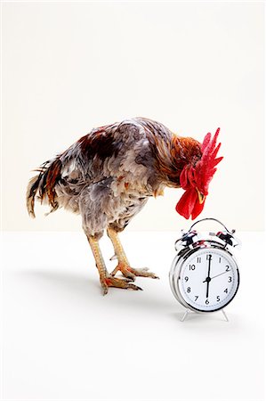 Rooster standing near alarm clock, studio shot Foto de stock - Sin royalties Premium, Código: 614-05556969