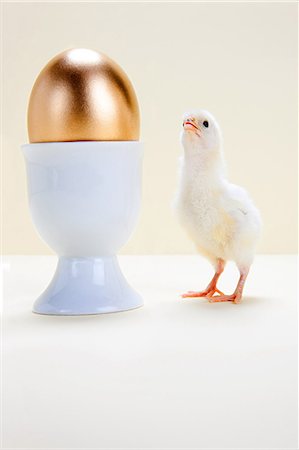 fairy tale - Chick looking at golden egg in eggcup, studio shot Stock Photo - Premium Royalty-Free, Code: 614-05556962