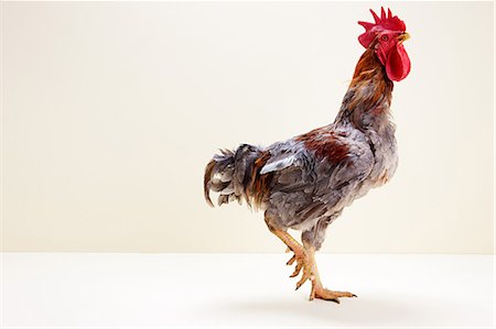 rooster - Rooster walking in studio Stock Photo - Premium Royalty-Free, Code: 614-05556971