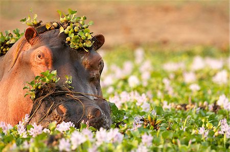 Hippopotamus wallowing amongst flowers in lake Foto de stock - Sin royalties Premium, Código: 614-05792129